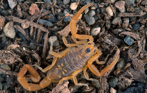 scorpion outside on the ground