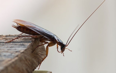 cricket on the edge of a piece of wooden table
