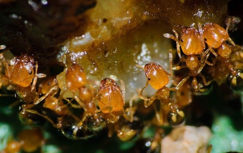 close up of ants