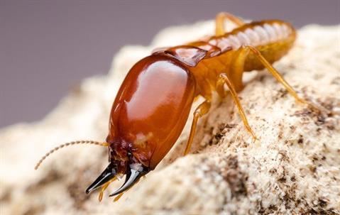 close up of a termite