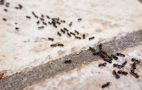 ants on a tile floor