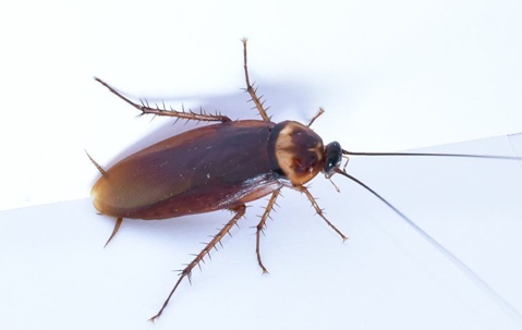 cockroach on the floor