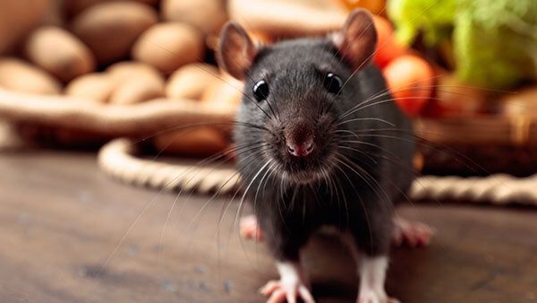 rat on a table with vegetables behind it