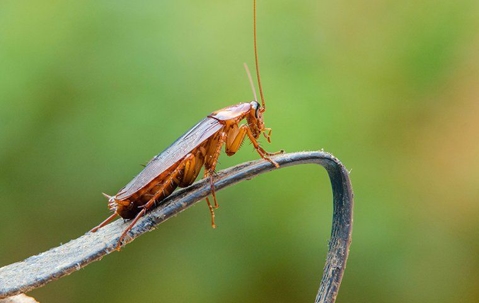cockroach on a metal chair arm rest
