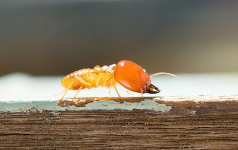 termite on the edge of a piece of wood