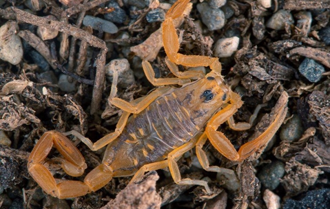 close up scorpion on the ground outside