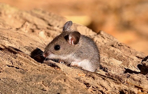 mouse coming out a hole from a tree