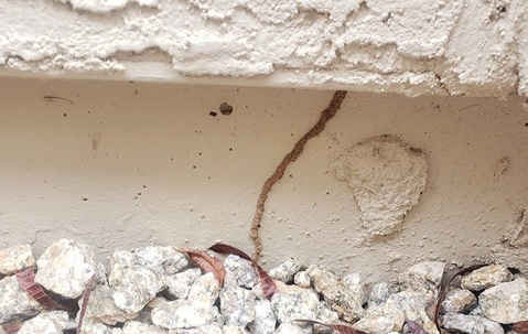 mud tube established on the foundation around the exterior of a house