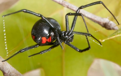 black widow spider in a spider web