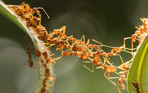 ants on a pair of leaves