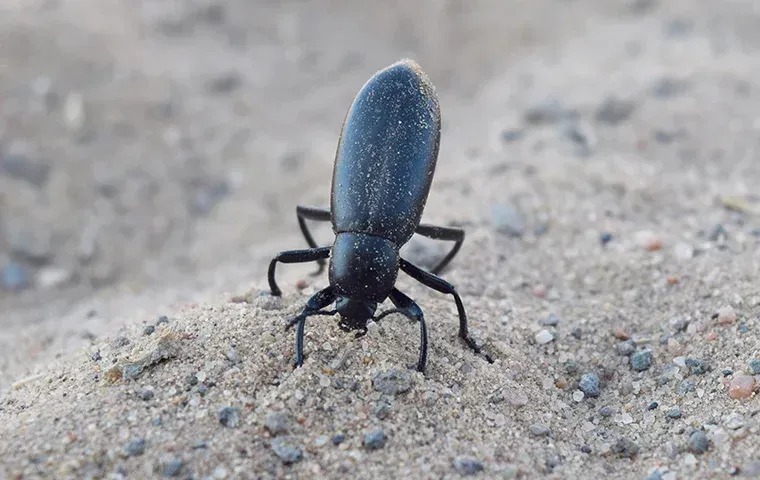 close up of beetle on dirt