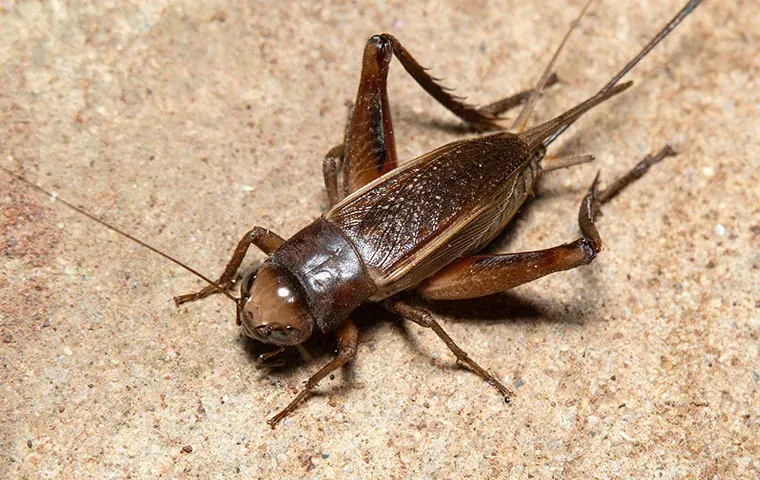 close up of cricket